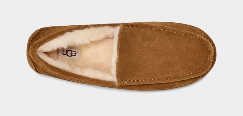 Kapcie Męskie Ugg Ascot Brązowe | ZXO-208195