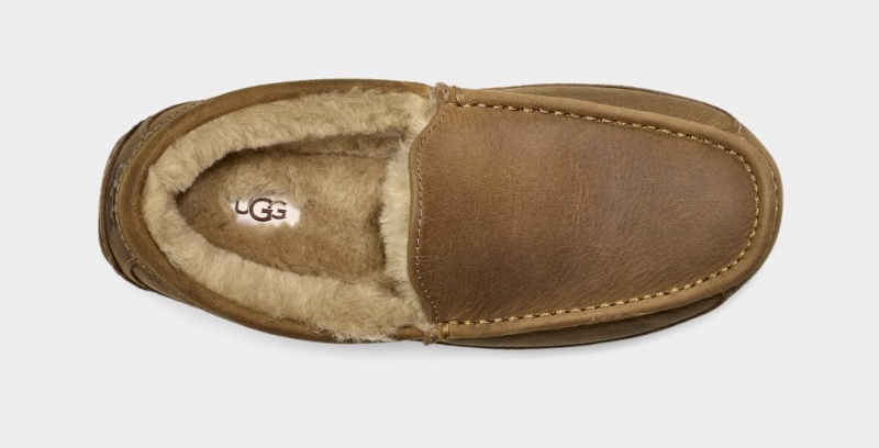 Kapcie Męskie Ugg Ascot Matte Skórzane Brązowe | UTN-810647